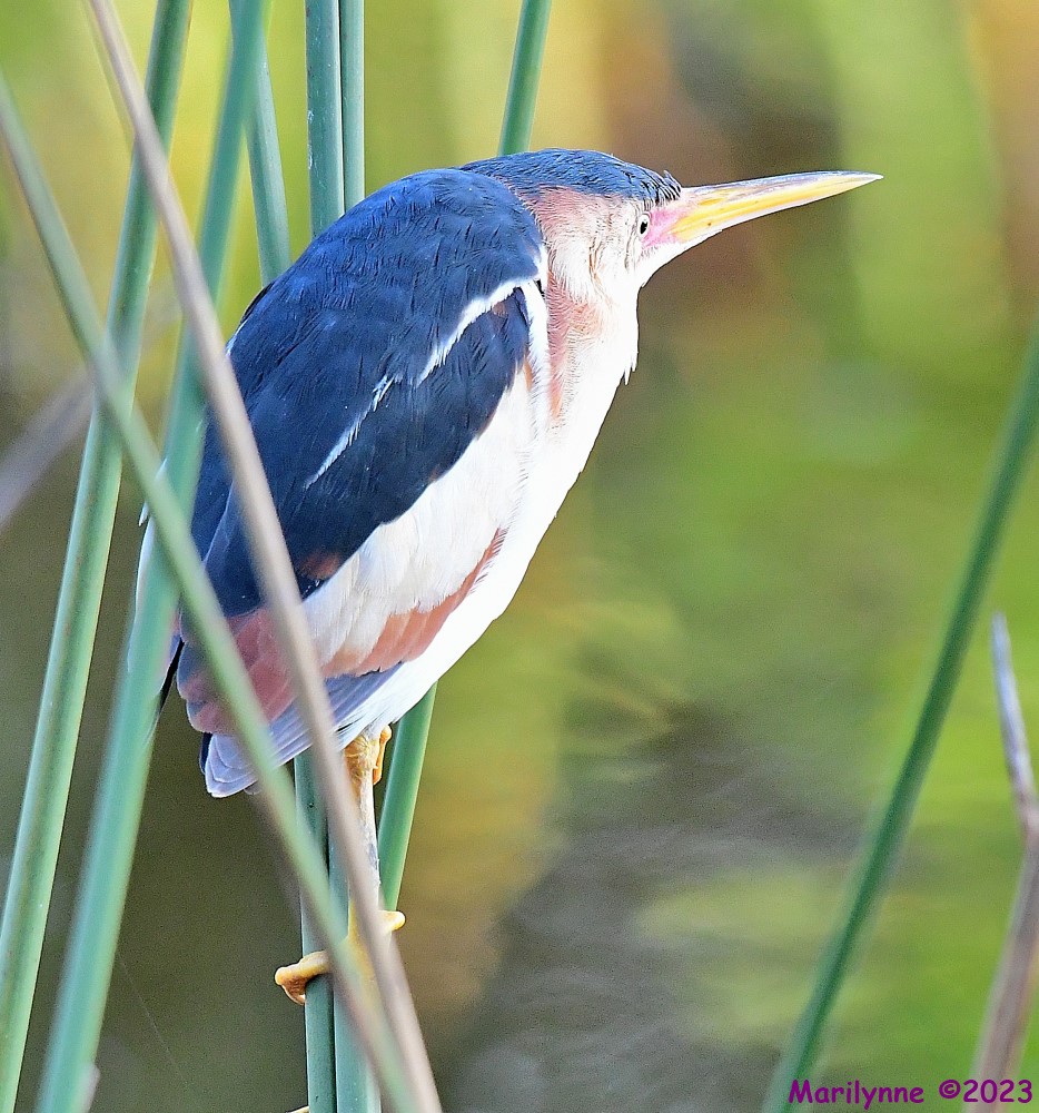 DSC_0287_001.JPG