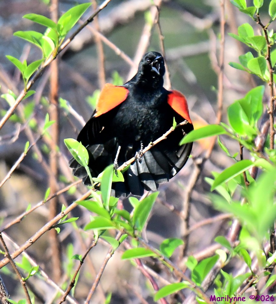 DSC_0288_001.JPG