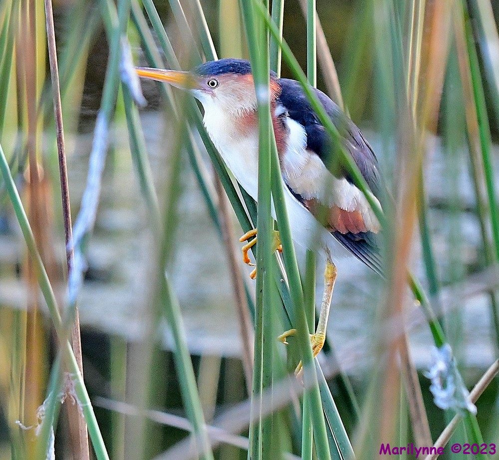DSC_0290_001.JPG