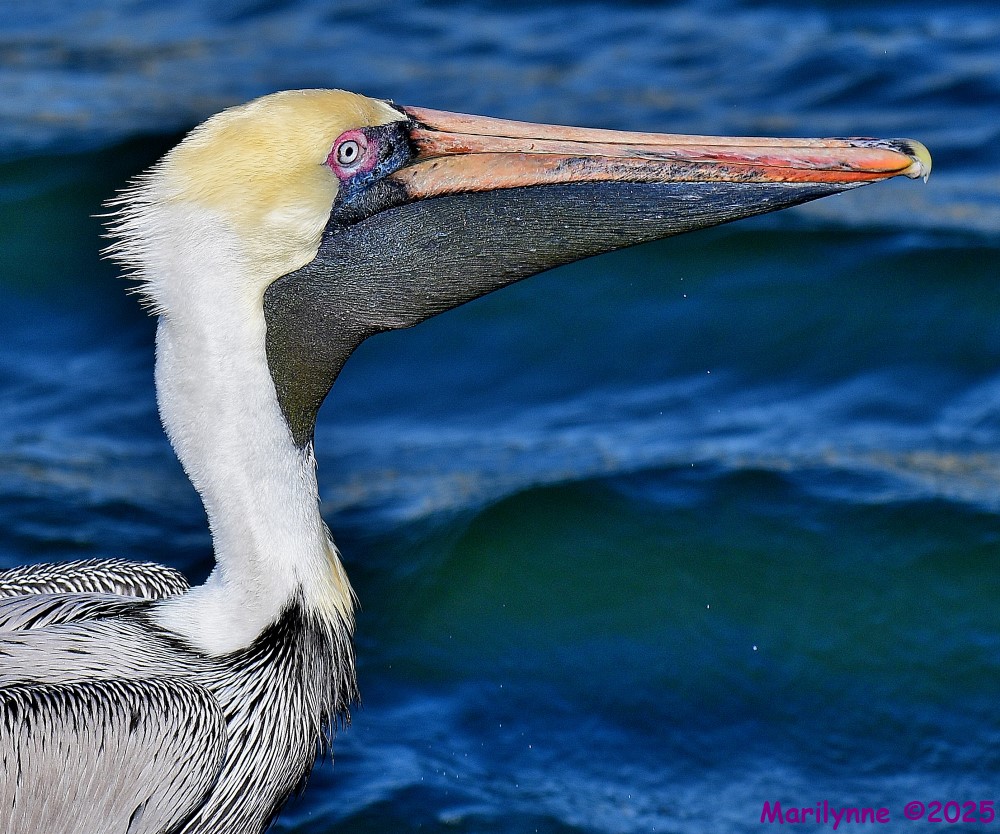 DSC_0293_001.JPG