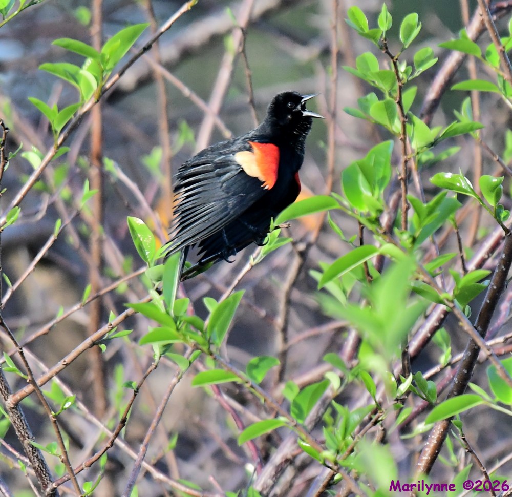 DSC_0294_001.JPG