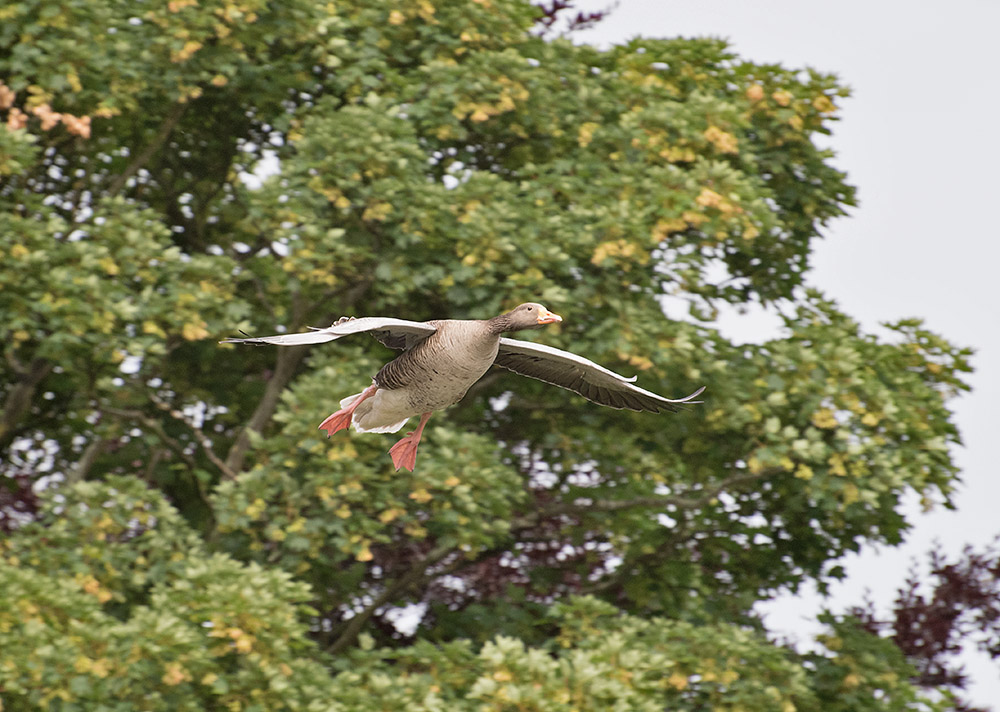 DSC_0295.jpg