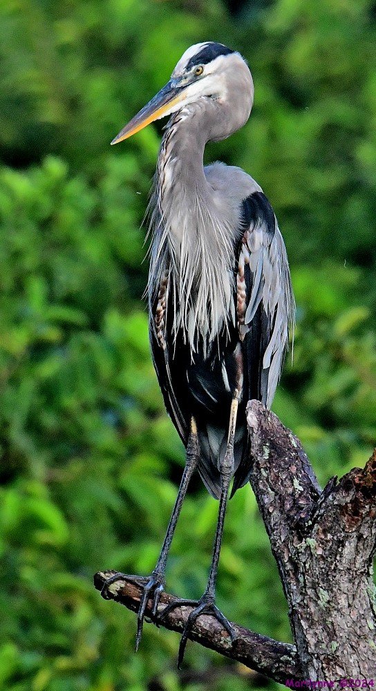 DSC_0295_001.JPG