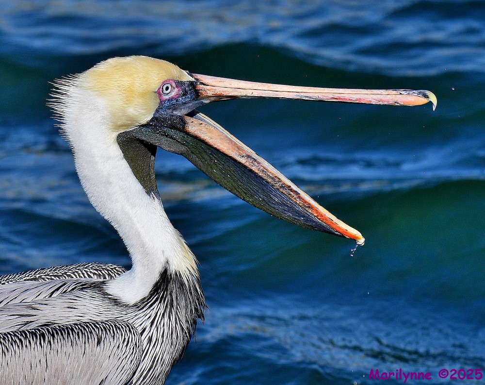 DSC_0295_001.JPG