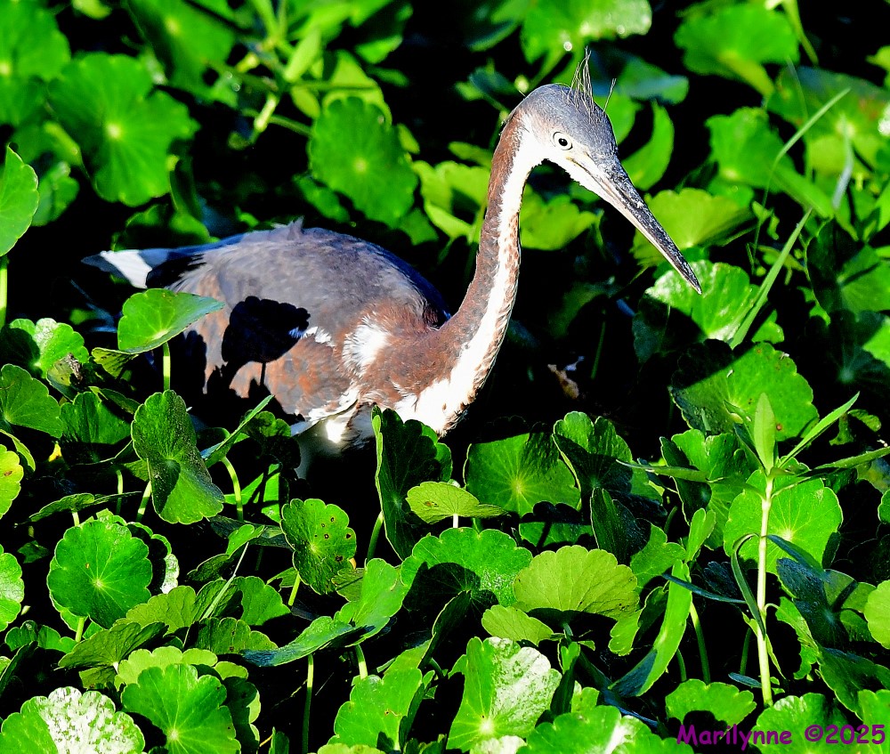 DSC_0295_001.JPG