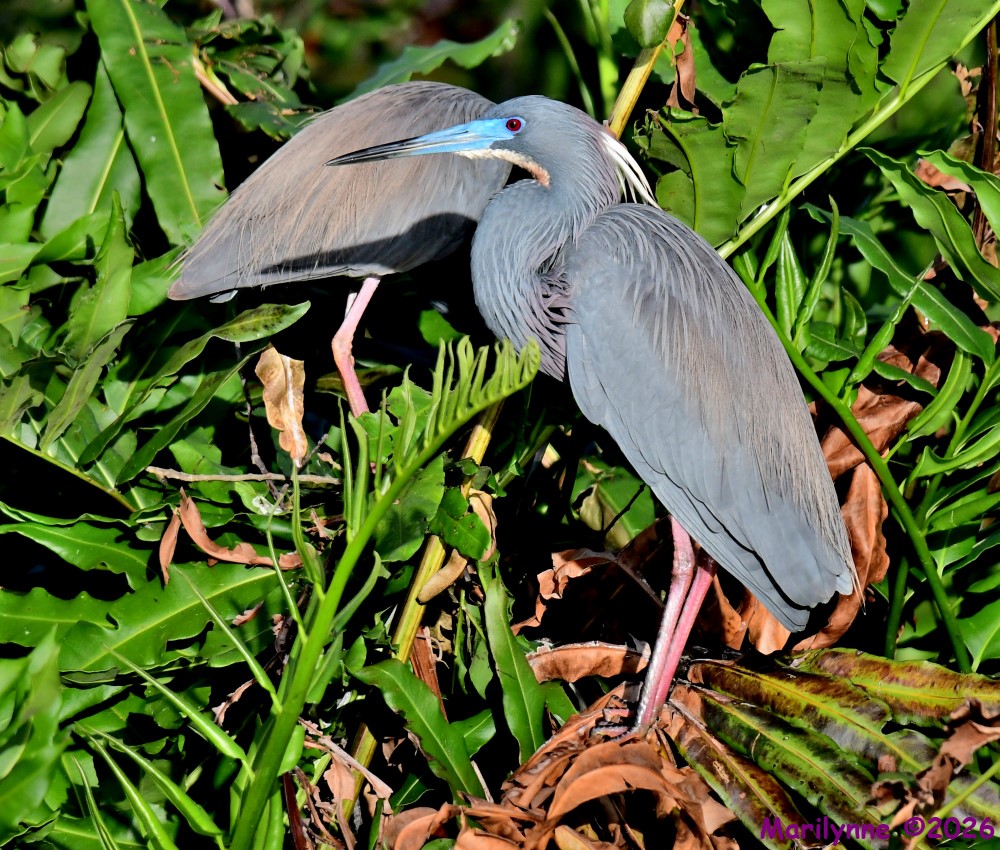DSC_0295_001.JPG