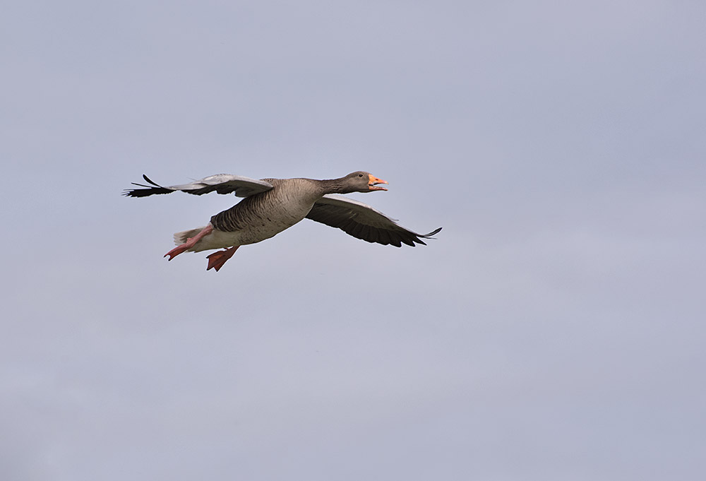 DSC_0296.jpg