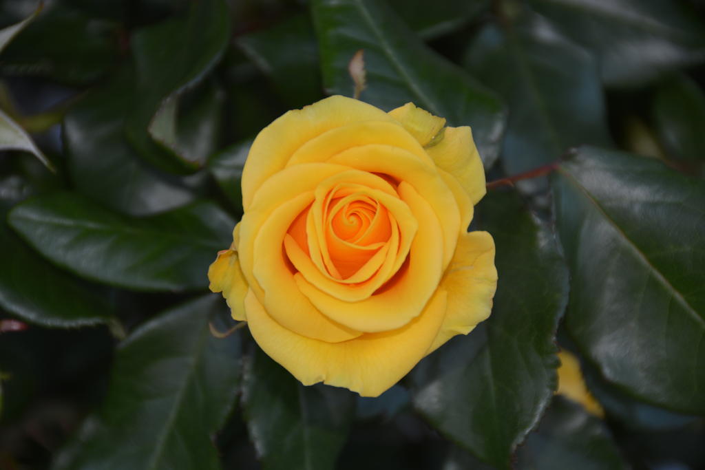 DSC_0296.jpg