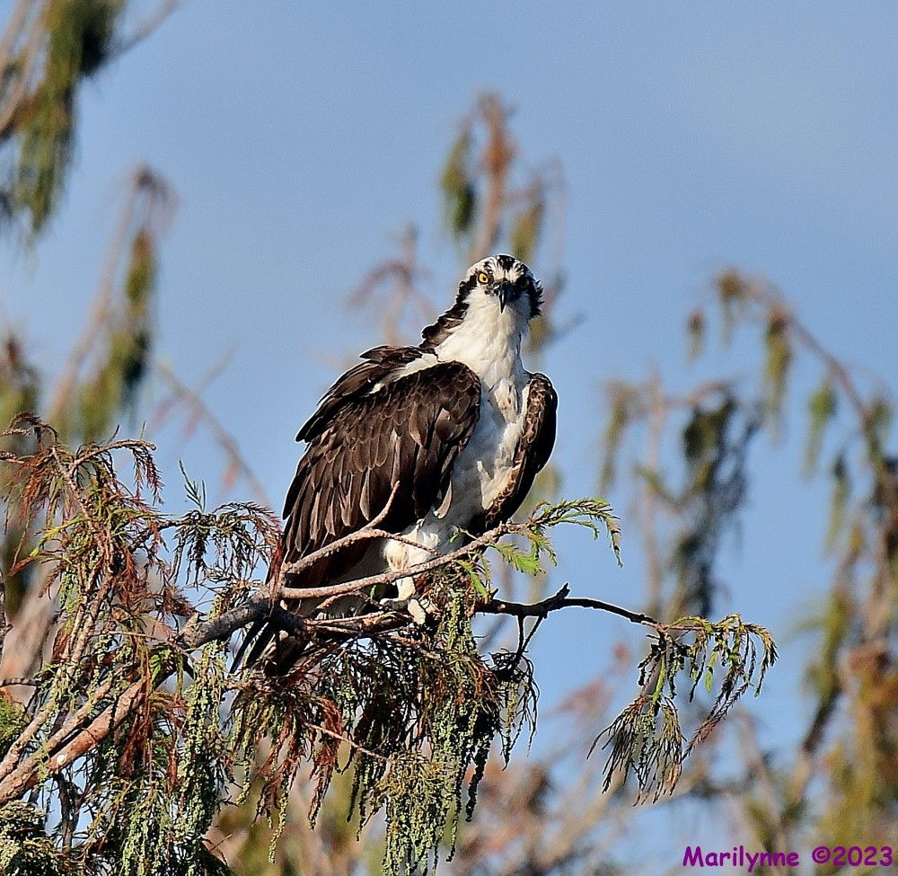 DSC_0296_001.JPG