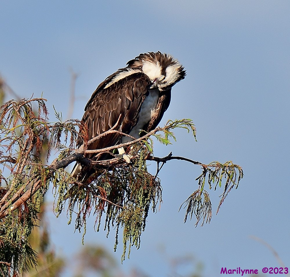 DSC_0298_001.JPG