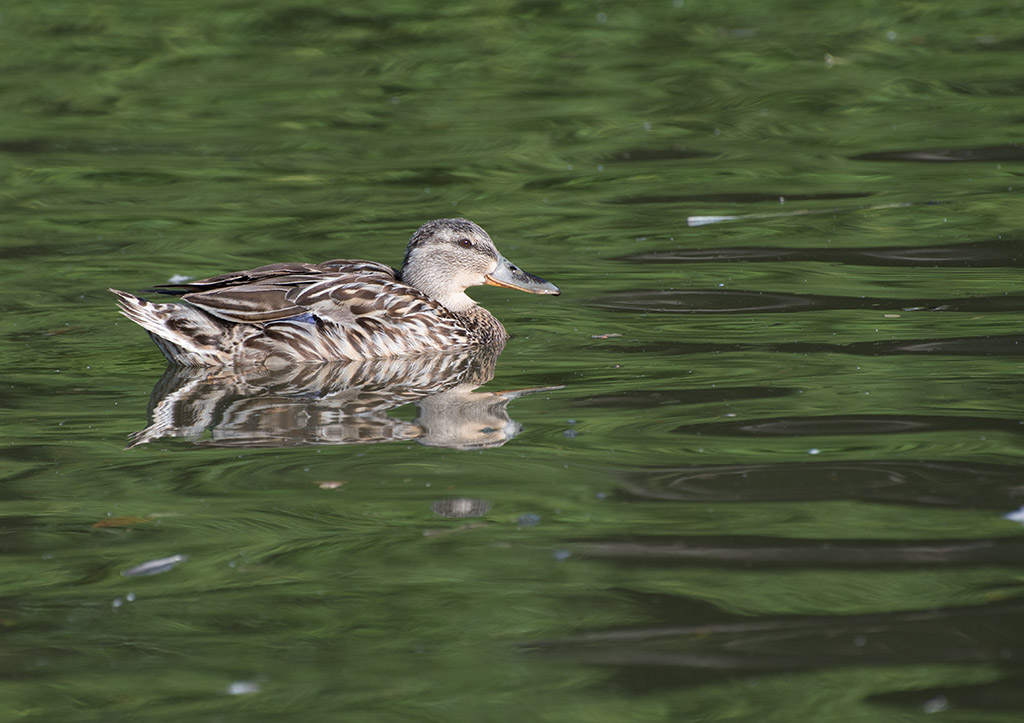 DSC_0299.jpg