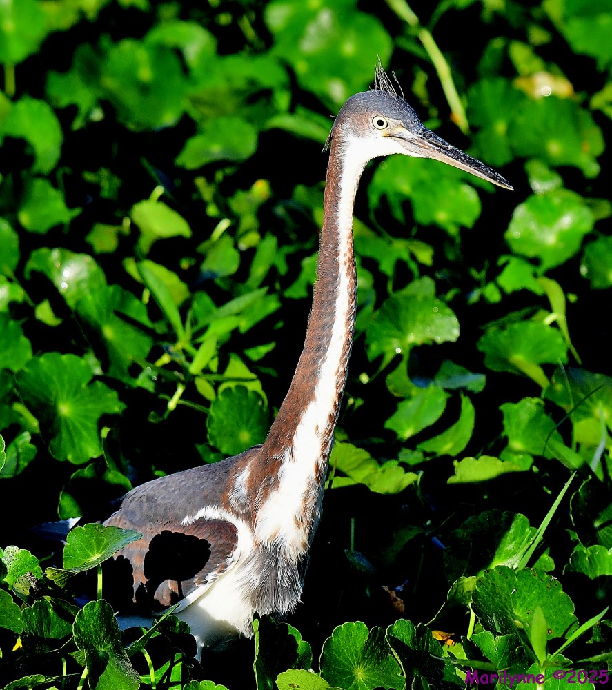 DSC_0300_001.JPG