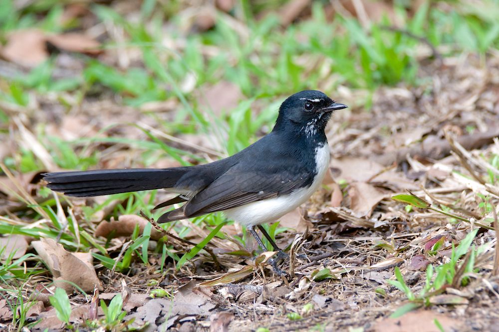 DSC_0301.jpg