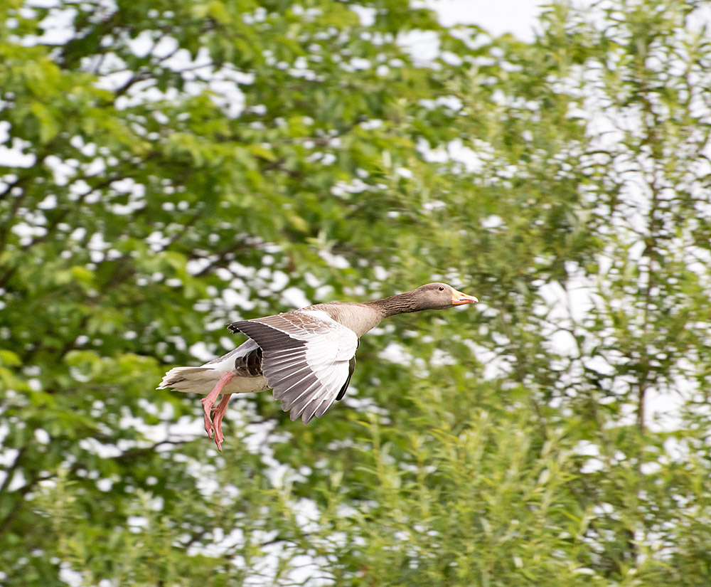 DSC_0301.jpg