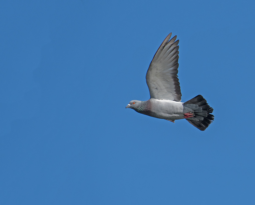 DSC_0301.jpg