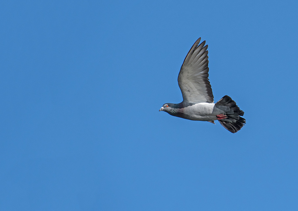 DSC_0302.jpg