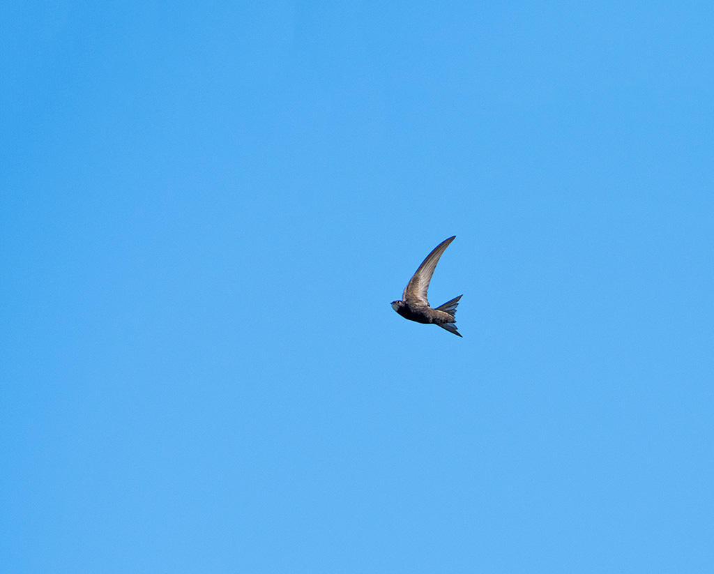 DSC_0306.jpg
