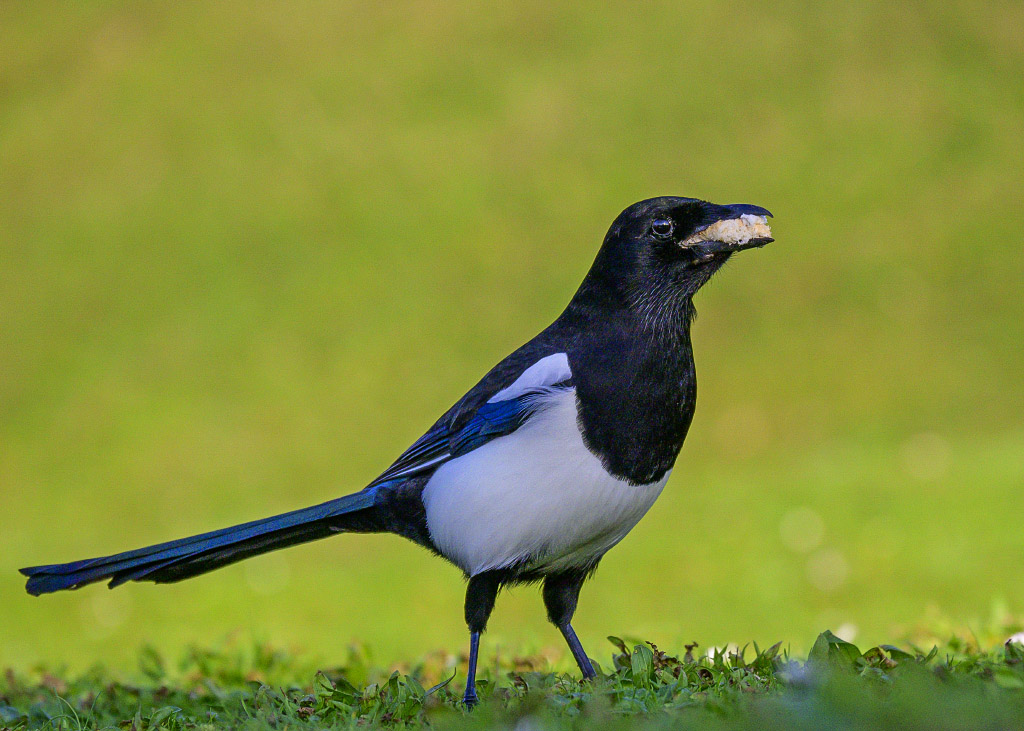 DSC_0306.jpg