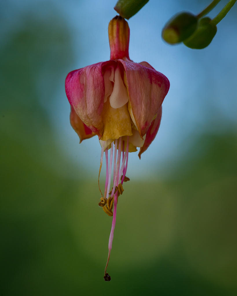 DSC_0307.jpg