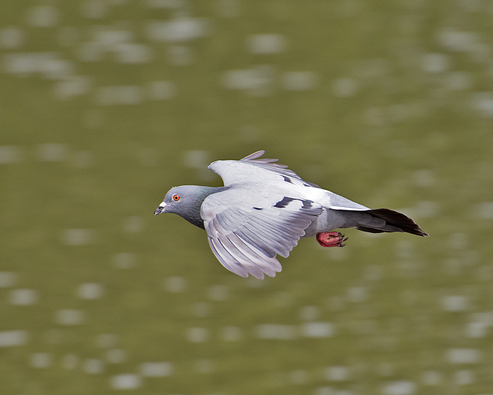 DSC_0308.jpg