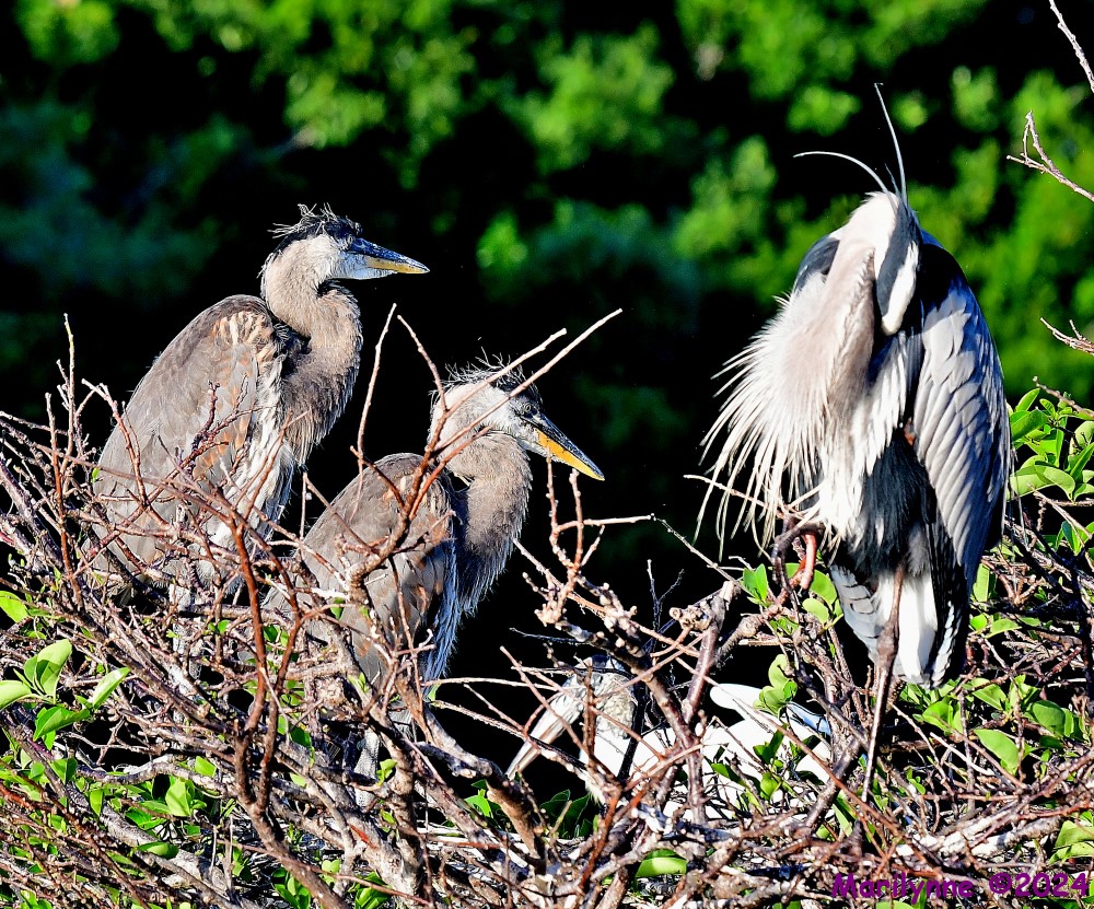 DSC_0309_001.JPG