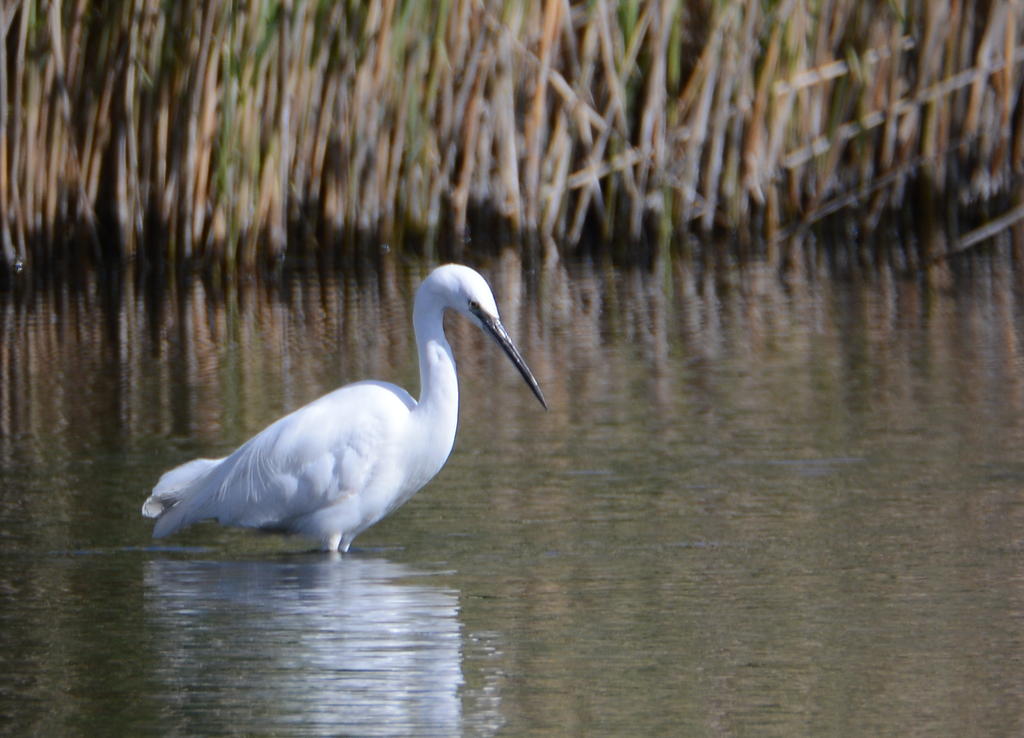 DSC_0310.jpg