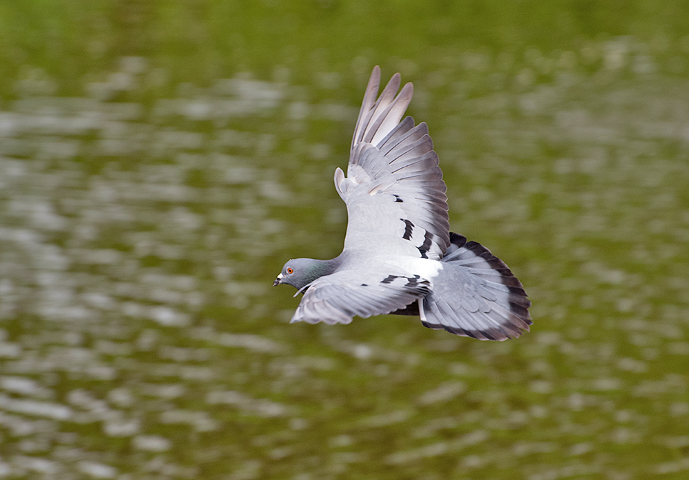 DSC_0310.jpg