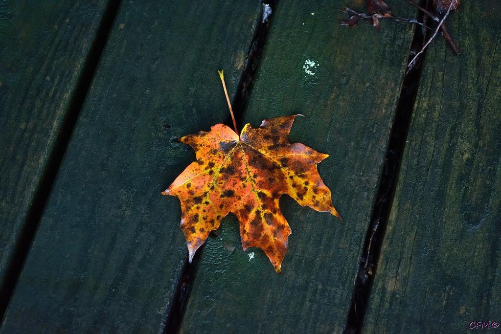 DSC_0310 nxd.jpg