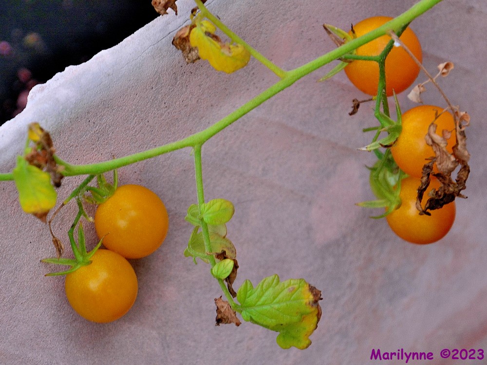 DSC_0310_001.JPG