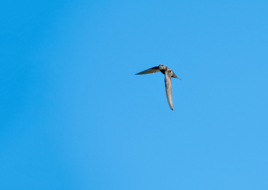 DSC_0312.jpg