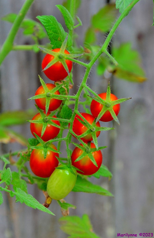 dsc_0312_001-jpg.390671