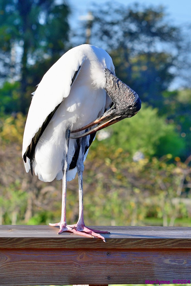 DSC_0312_001.JPG