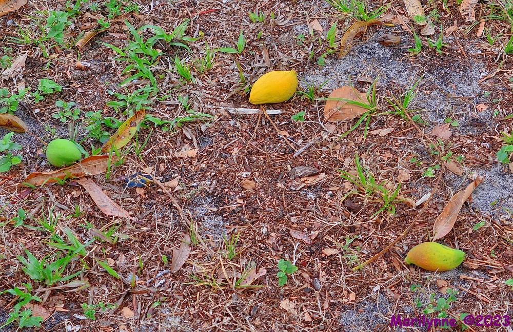 DSC_0315_001.JPG