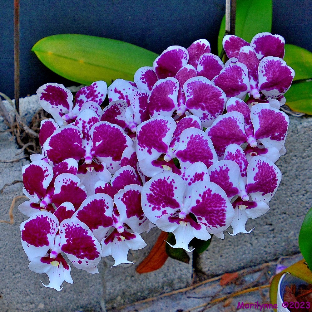 DSC_0317_001.JPG
