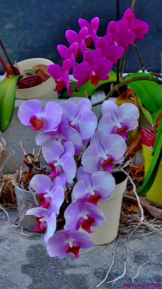DSC_0319_001.JPG