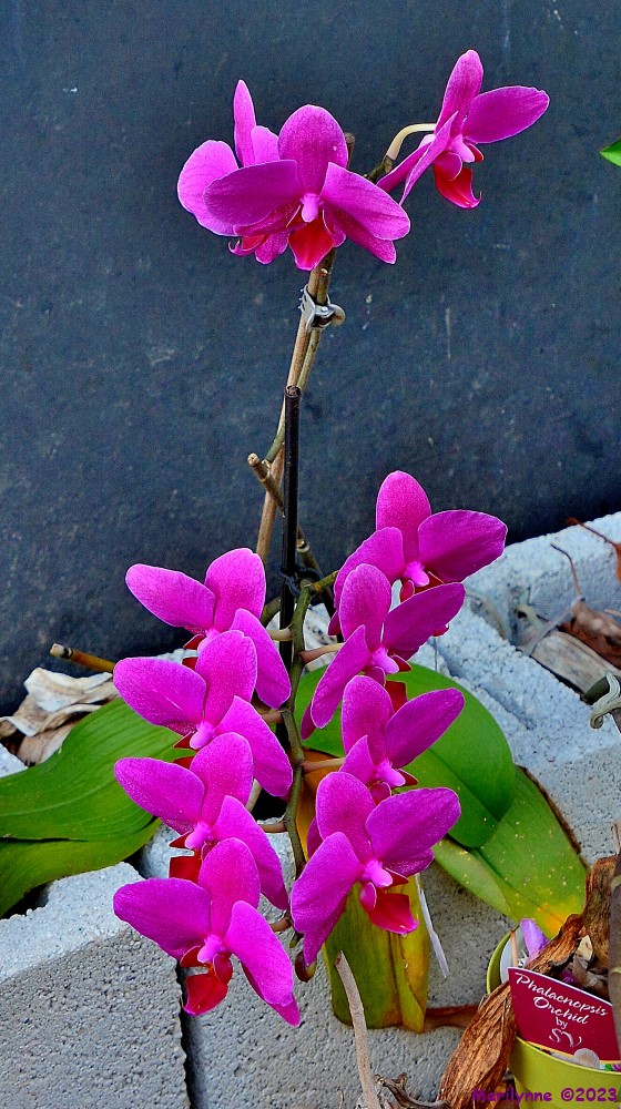 DSC_0322_001.JPG