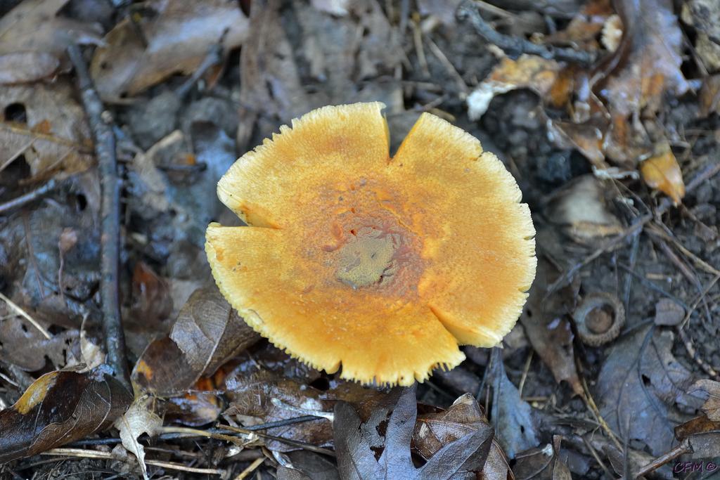 DSC_0324 nxd.jpg