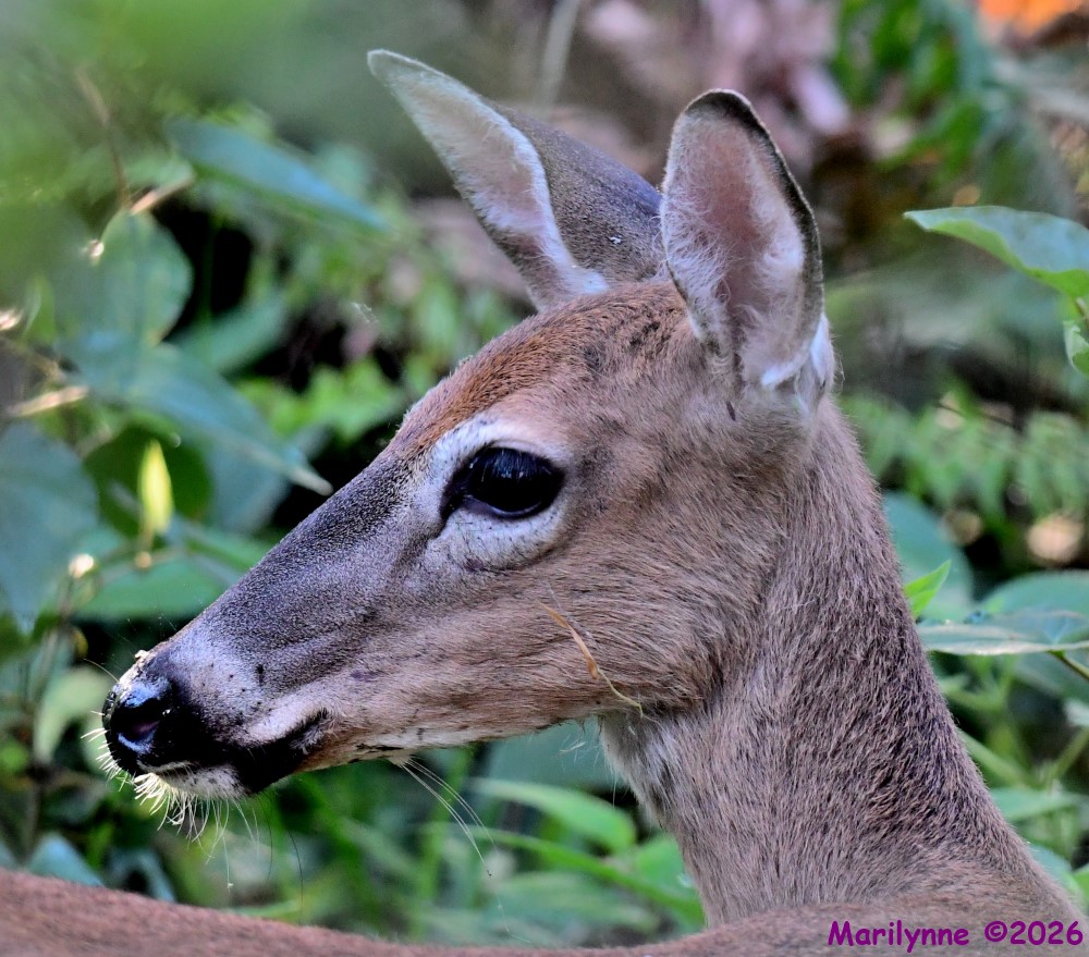 DSC_0326_001.JPG