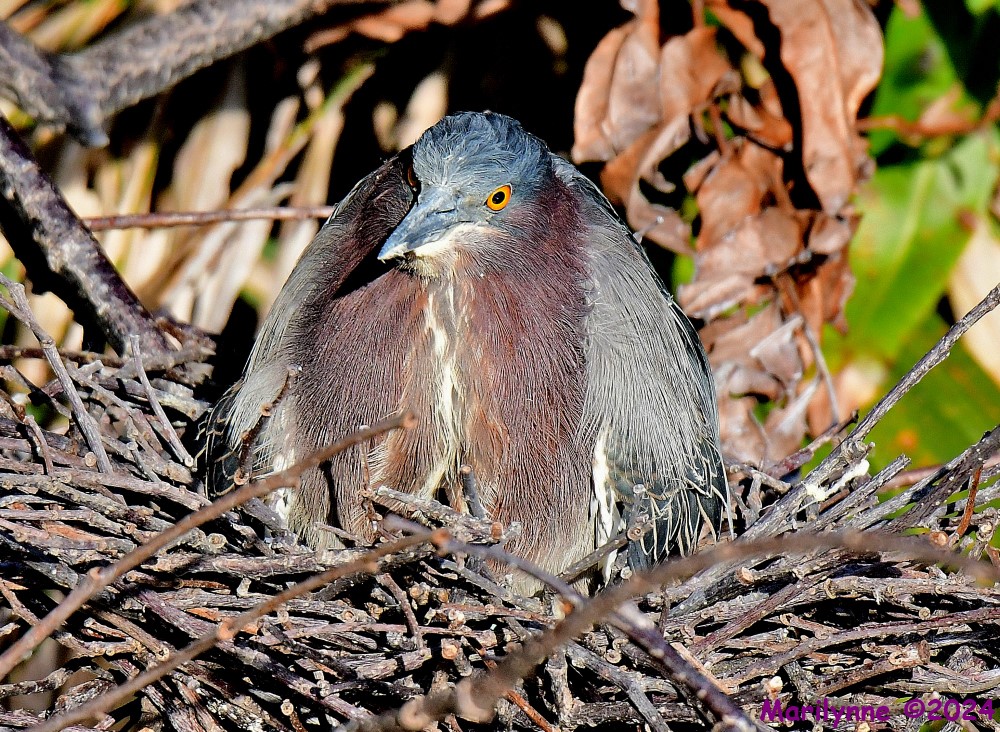 DSC_0329_001.JPG