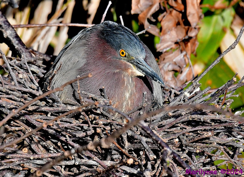 DSC_0332_001.JPG