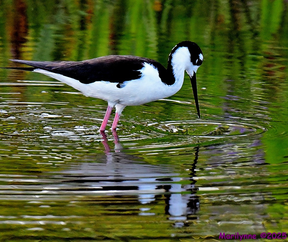 DSC_0332_001.JPG