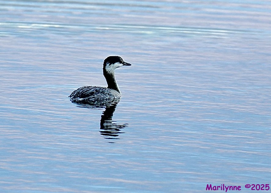 DSC_0333 copy_001.JPG