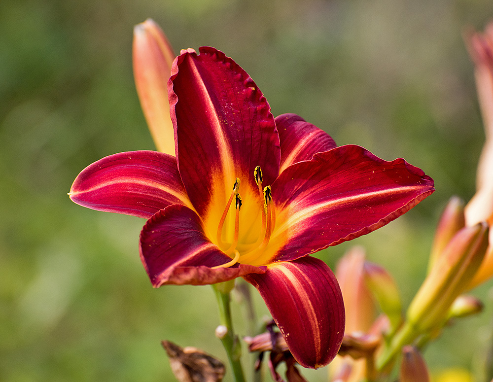 DSC_0333.jpg