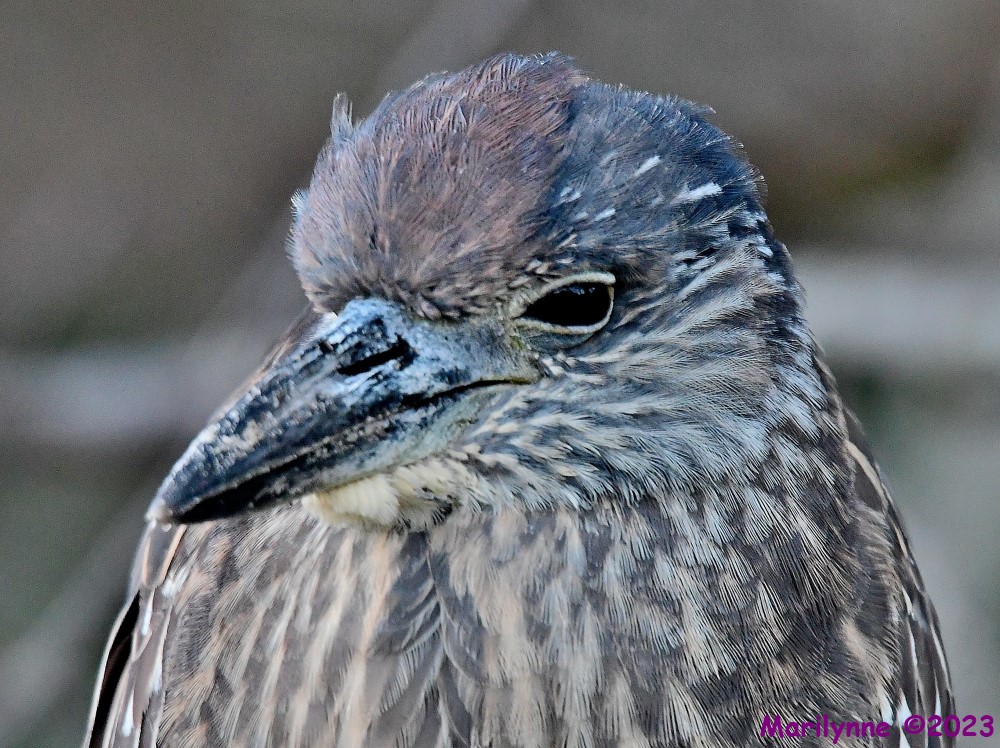 DSC_0334_001.JPG