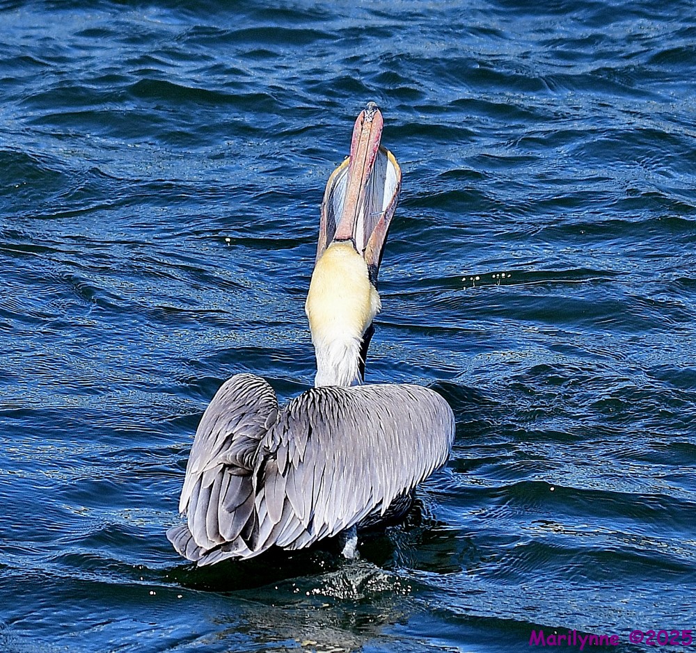 DSC_0335_001.JPG