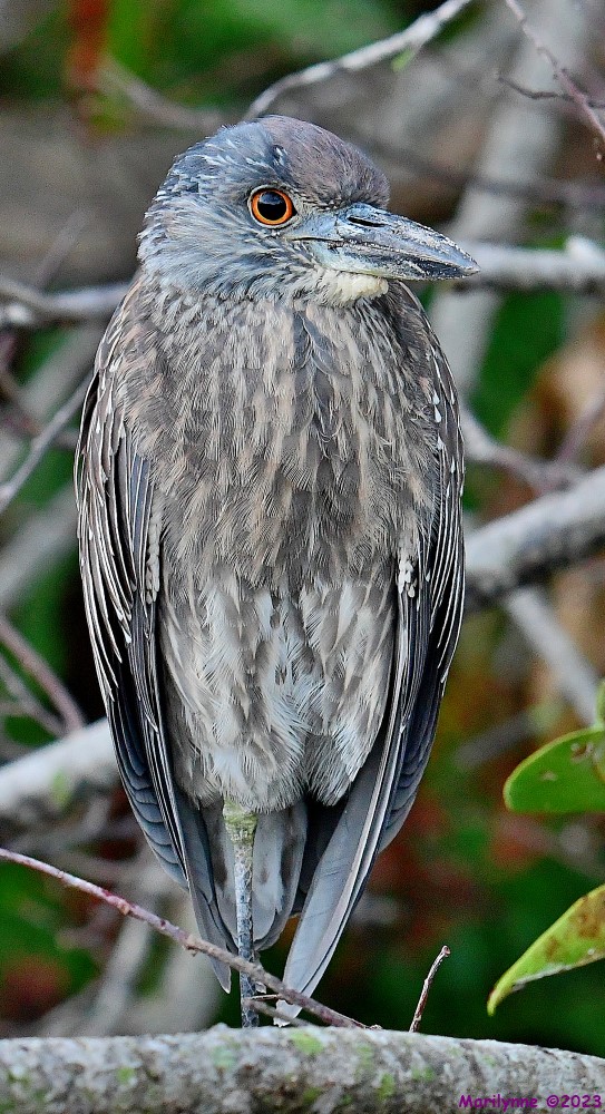 DSC_0336_001.JPG