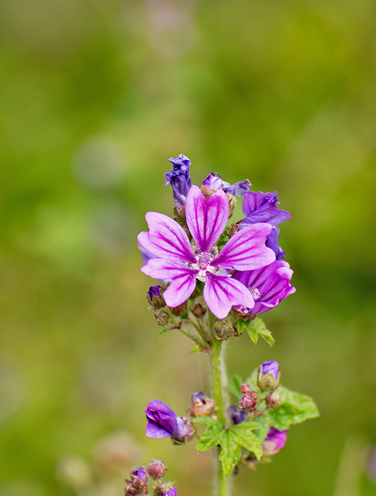 DSC_0337.jpg
