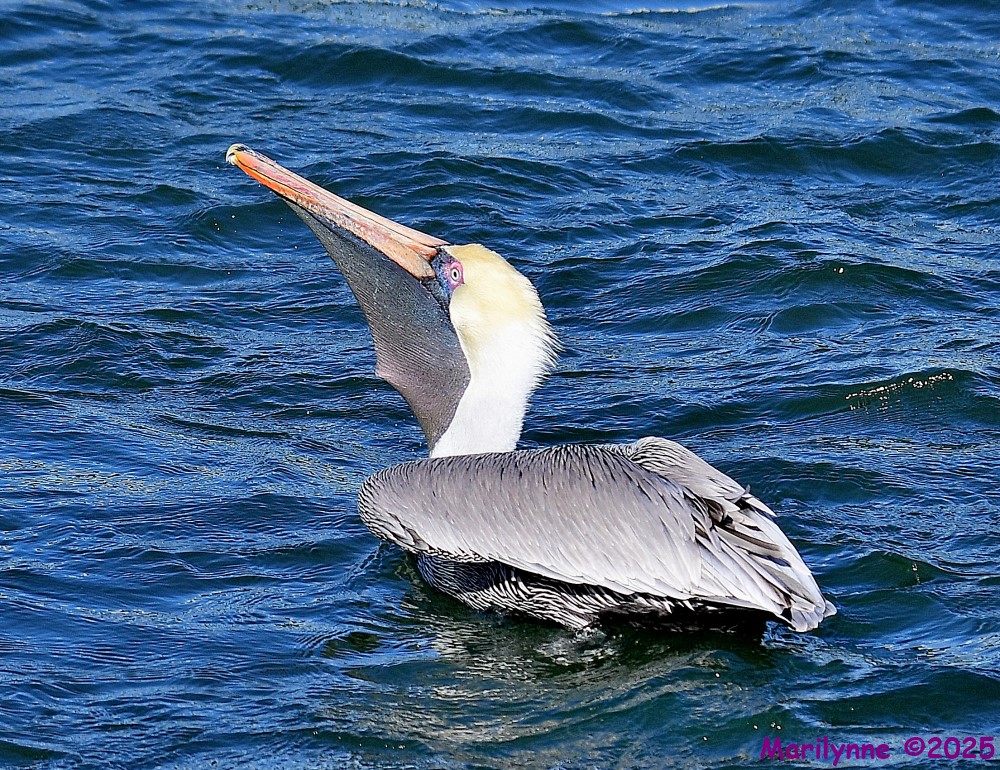 DSC_0337_001.JPG