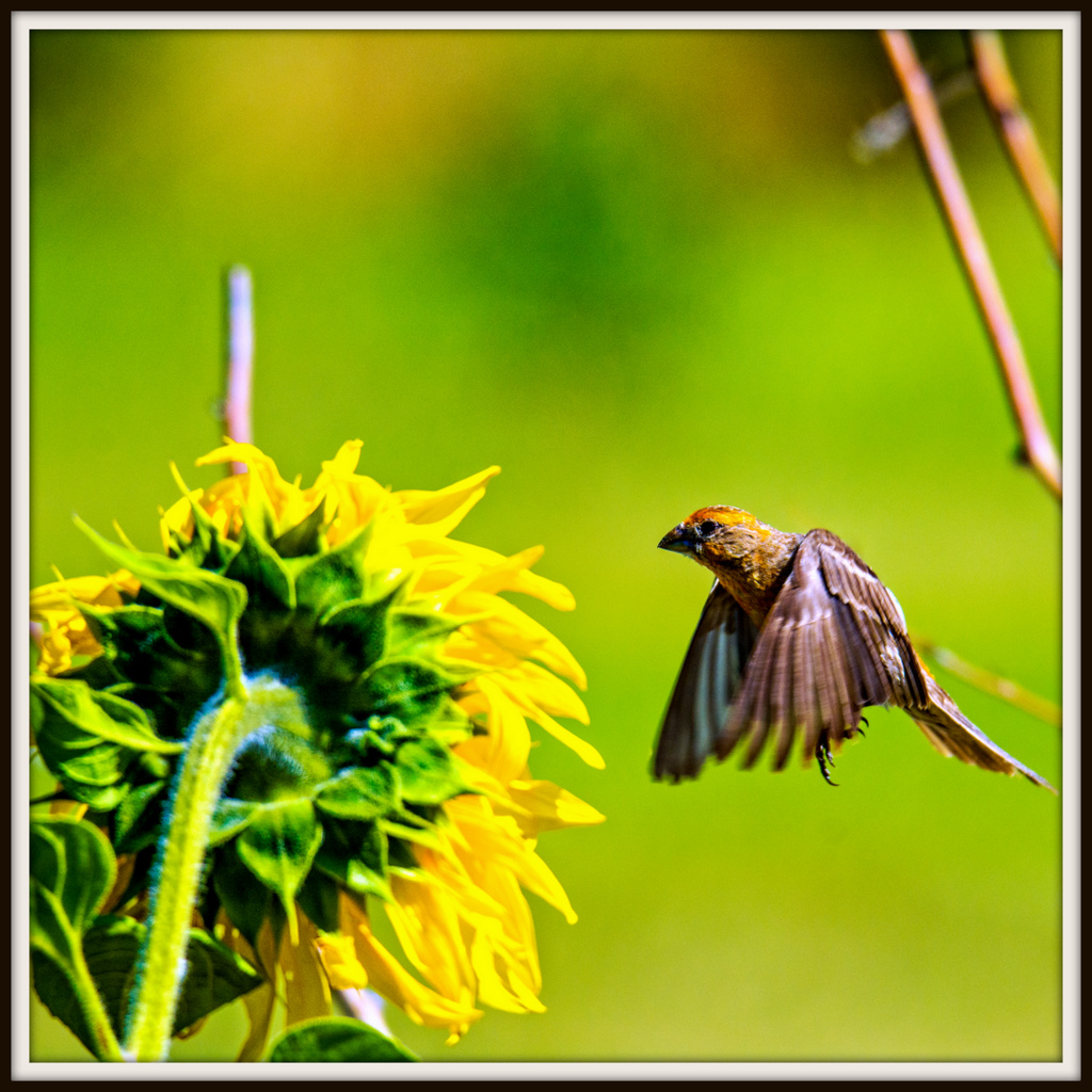DSC_0338-Edit.jpg