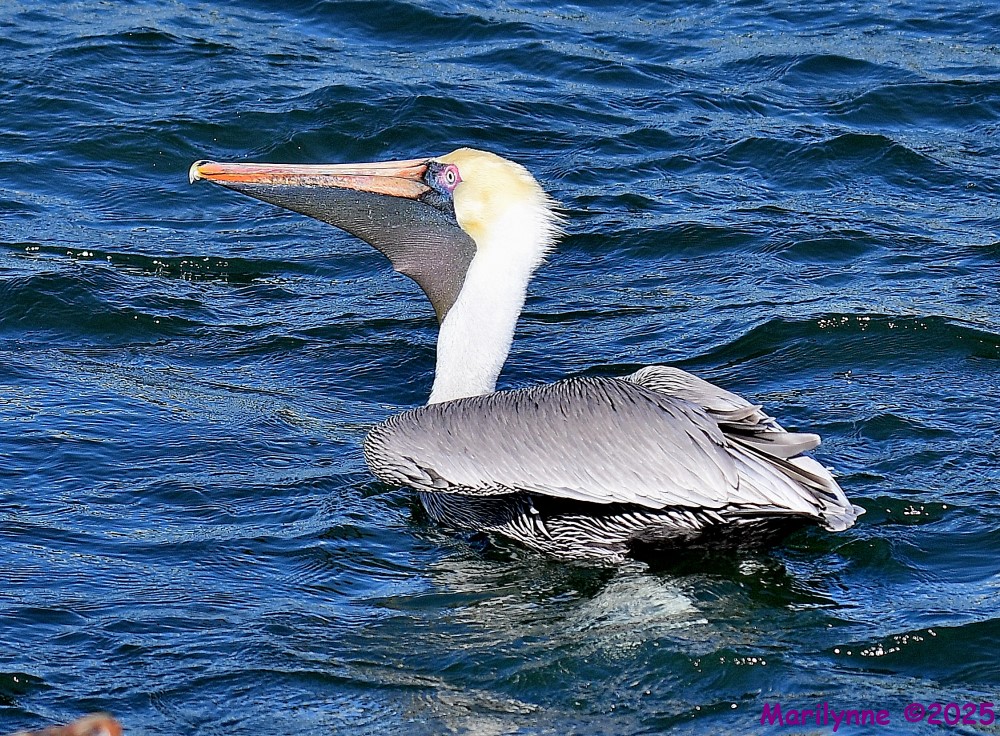 DSC_0338_001.JPG